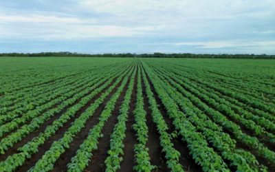 Soy protein market to grow to approx. USD 13 billion