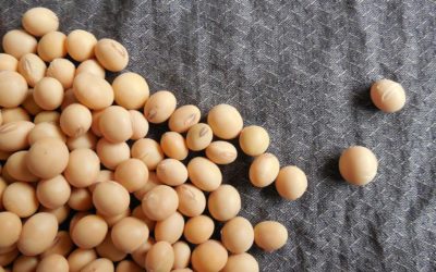 Why soy protein in protein bars is particularly healthy